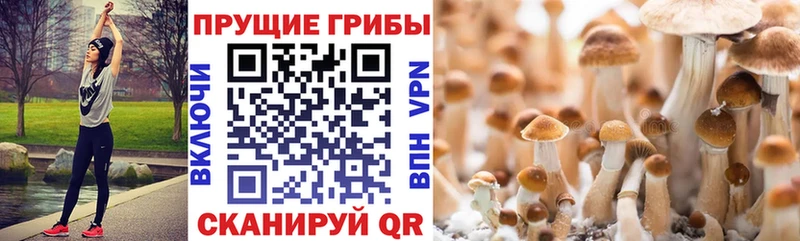 блэк спрут ТОР  где продают наркотики  Цимлянск  Галлюциногенные грибы Psilocybine cubensis 